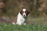 BORDER COLLIE 810
